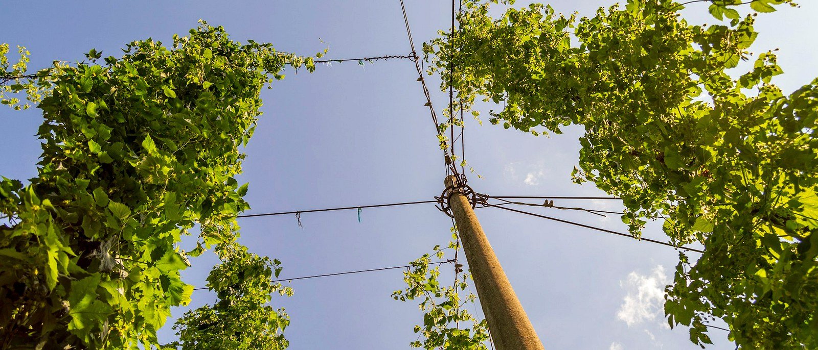 Le houblon, expliqué simplement.